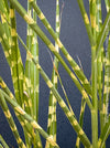 leaf detail of Miscanthus sinensis ‘Strictus’ ornamental grass in a new clay pot