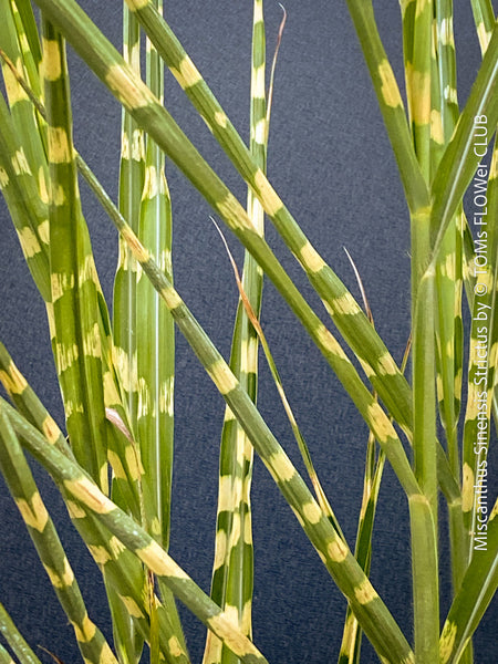 leaf detail of Miscanthus sinensis ‘Strictus’ ornamental grass in a new clay pot