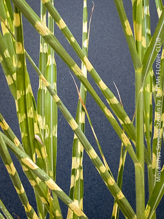 leaf detail of Miscanthus sinensis ‘Strictus’ ornamental grass in a new clay pot