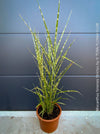 Organically grown Miscanthus sinensis ‘Strictus’ at TOMs FLOWer CLUB