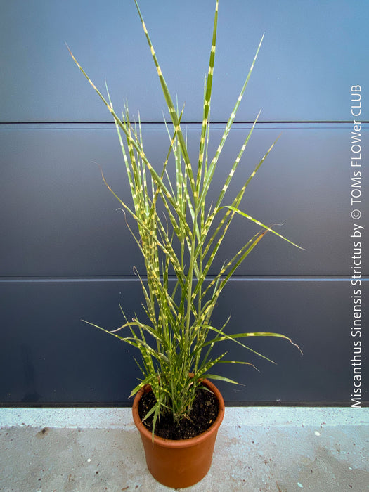 Organically grown Miscanthus sinensis ‘Strictus’ at TOMs FLOWer CLUB