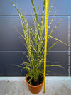 Organically grown Miscanthus sinensis ‘Strictus’ at TOMs FLOWer CLUB