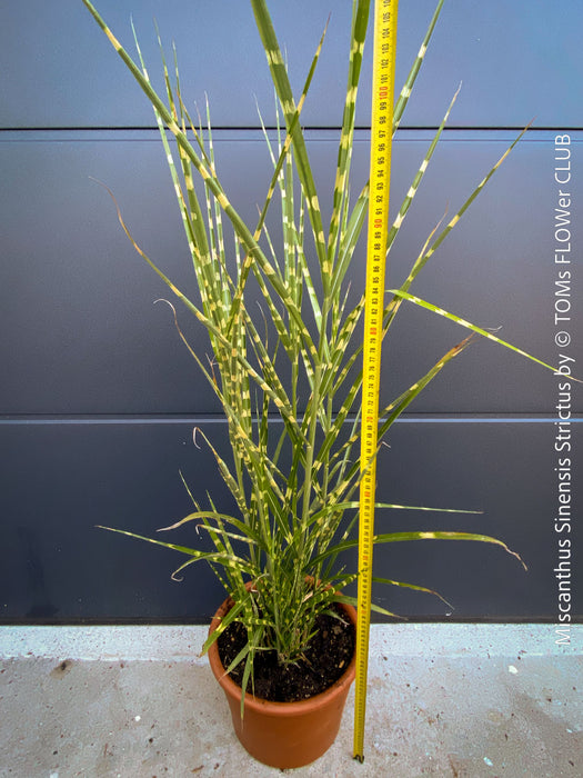 Organically grown Miscanthus sinensis ‘Strictus’ at TOMs FLOWer CLUB