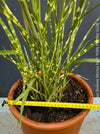 Organically grown Miscanthus sinensis ‘Strictus’ at TOMs FLOWer CLUB