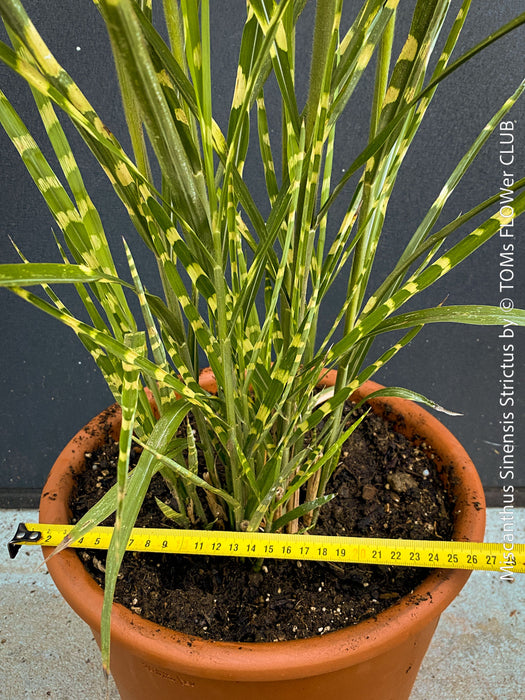 Organically grown Miscanthus sinensis ‘Strictus’ at TOMs FLOWer CLUB