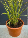 Organically grown Miscanthus sinensis ‘Strictus’ at TOMs FLOWer CLUB