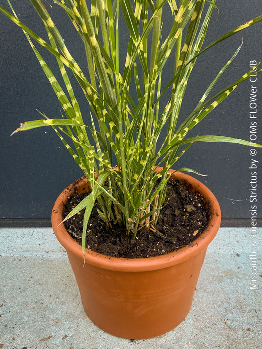 Organically grown Miscanthus sinensis ‘Strictus’ at TOMs FLOWer CLUB