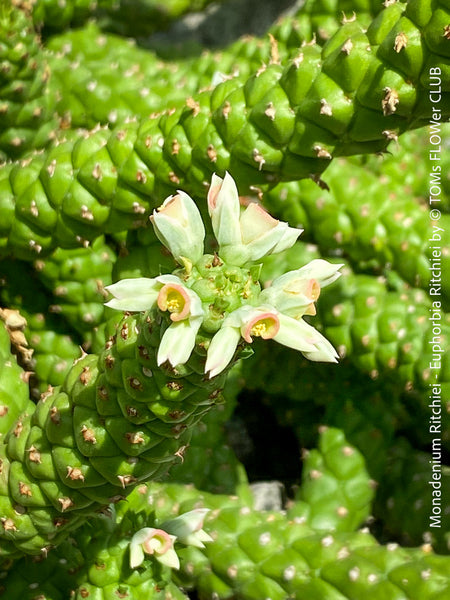 Monadenium Ritchiei, Euphorbia Ritschiei, organically grown succulent plants for sale at TOMs FLOWer CLUB.