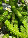 Monadenium Ritchiei, Euphorbia Ritschiei, organically grown succulent plants for sale at TOMs FLOWer CLUB.