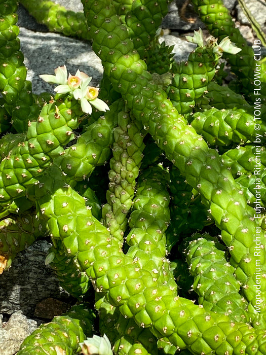 Monadenium Ritchiei, Euphorbia Ritschiei, organically grown succulent plants for sale at TOMs FLOWer CLUB.