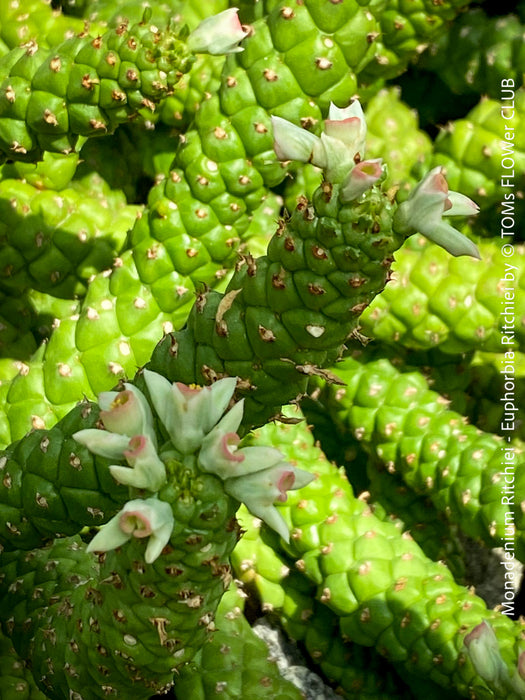 Monadenium Ritchiei, Euphorbia Ritschiei, organically grown succulent plants for sale at TOMs FLOWer CLUB.