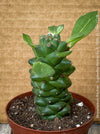 Monadenium Ritchiei, Euphorbia Ritschiei, organically grown succulent plants for sale at TOMs FLOWer CLUB.