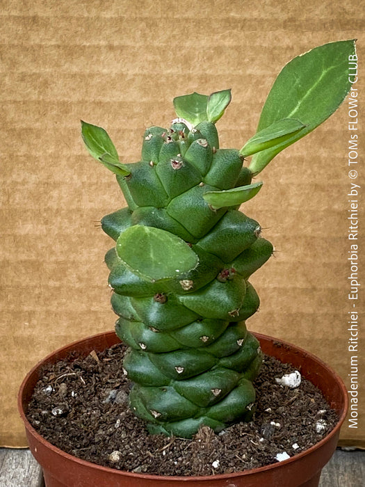 Monadenium Ritchiei, Euphorbia Ritschiei, organically grown succulent plants for sale at TOMs FLOWer CLUB.