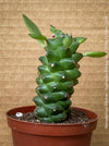 Monadenium Ritchiei, Euphorbia Ritschiei, organically grown succulent plants for sale at TOMs FLOWer CLUB.