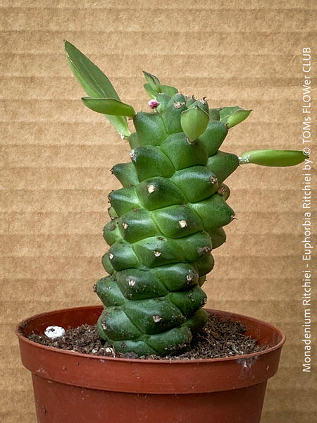 Monadenium Ritchiei, Euphorbia Ritschiei, organically grown succulent plants for sale at TOMs FLOWer CLUB.