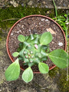 Monadenium Ritchiei, Euphorbia Ritschiei, organically grown succulent plants for sale at TOMs FLOWer CLUB.