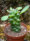 Monadenium Ritchiei, Euphorbia Ritschiei, organically grown succulent plants for sale at TOMs FLOWer CLUB.