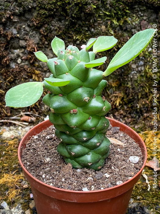 Monadenium Ritchiei, Euphorbia Ritschiei, organically grown succulent plants for sale at TOMs FLOWer CLUB.