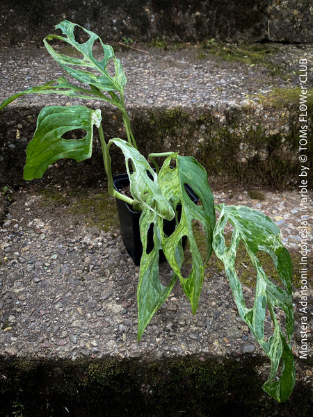 Monstera Adansonii Indonesian Marble, Variegata, variegated plant, panaschiert, Pflanzenrarität, stem cutting, organically grown tropical plants for sale at TOMs FLOWer CLUB.