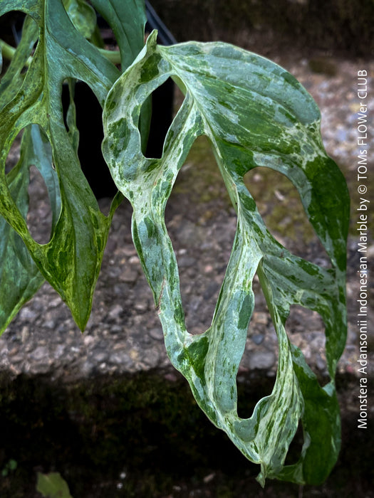 Monstera Adansonii Indonesian Marble, Variegata, variegated plant, panaschiert, Pflanzenrarität, stem cutting, organically grown tropical plants for sale at TOMs FLOWer CLUB.