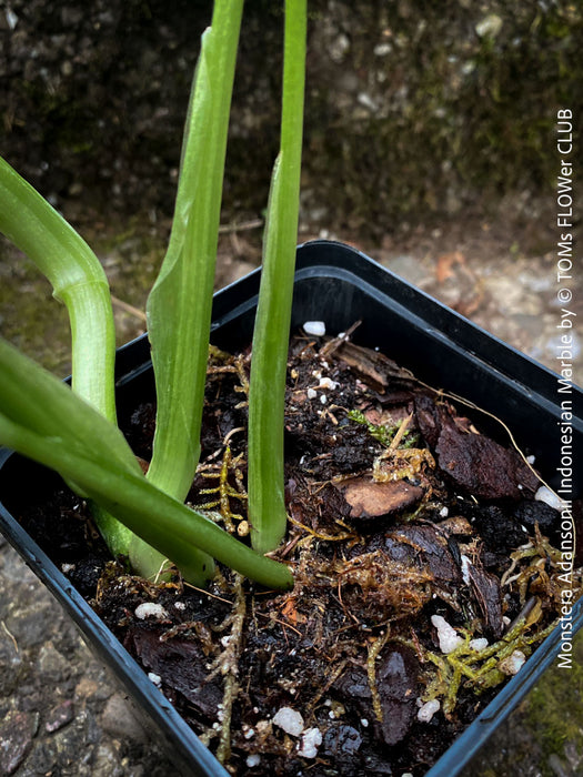 Monstera Adansonii Indonesian Marble, Variegata, variegated plant, panaschiert, Pflanzenrarität, stem cutting, organically grown tropical plants for sale at TOMs FLOWer CLUB.