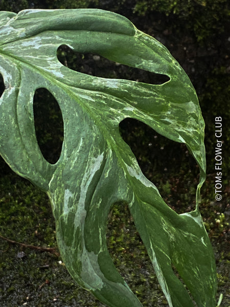 Monstera Adansonii Indonesian Marble, Variegata, variegated plant, panaschiert, Pflanzenrarität, stem cutting, organically grown tropical plants for sale at TOMs FLOWer CLUB.