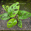 Monstera adansonii, Monstera Monkey Leaf, Monstera Monkey Mask, Monstera obliqua, organically grown plants for sale at TOMS FLOWer CLUB.