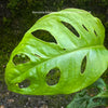 Monstera adansonii, Monstera Monkey Leaf, Monstera Monkey Mask, Monstera obliqua, organically grown plants for sale at TOMS FLOWer CLUB.