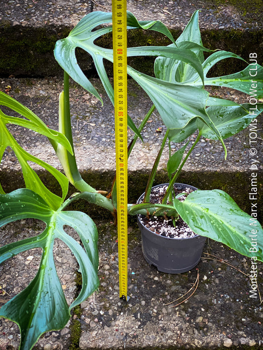 Monstera Burle Marx Flame, rare houseplant with mature split leaves, organically grown Swiss Cheese Plant in pot in TOMs FLOWer CLUB, perfect for indoor jungle decor.