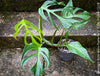 Monstera Burle Marx Flame, rare houseplant with mature split leaves, organically grown Swiss Cheese Plant in pot in TOMs FLOWer CLUB, perfect for indoor jungle decor.
