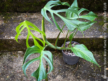 Monstera Burle Marx Flame, rare houseplant with mature split leaves, organically grown Swiss Cheese Plant in pot in TOMs FLOWer CLUB, perfect for indoor jungle decor.