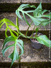 Monstera Burle Marx Flame, rare houseplant with mature split leaves, organically grown Swiss Cheese Plant in pot in TOMs FLOWer CLUB, perfect for indoor jungle decor.