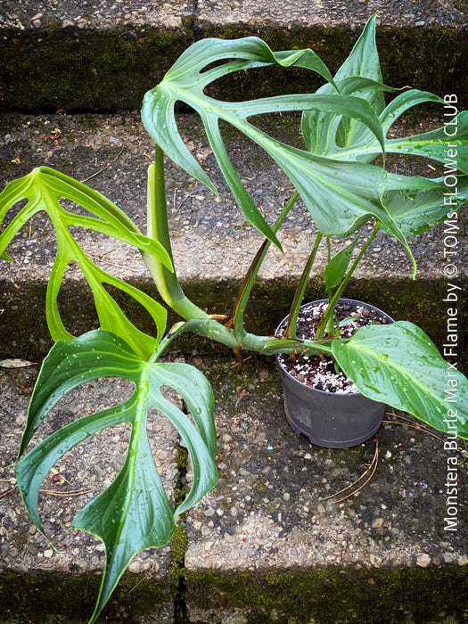 Monstera Burle Marx Flame, rare houseplant with mature split leaves, organically grown Swiss Cheese Plant in pot in TOMs FLOWer CLUB, perfect for indoor jungle decor.