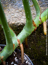 Monstera Burle Marx Flame, rare houseplant with mature split leaves, organically grown Swiss Cheese Plant in pot in TOMs FLOWer CLUB, perfect for indoor jungle decor.