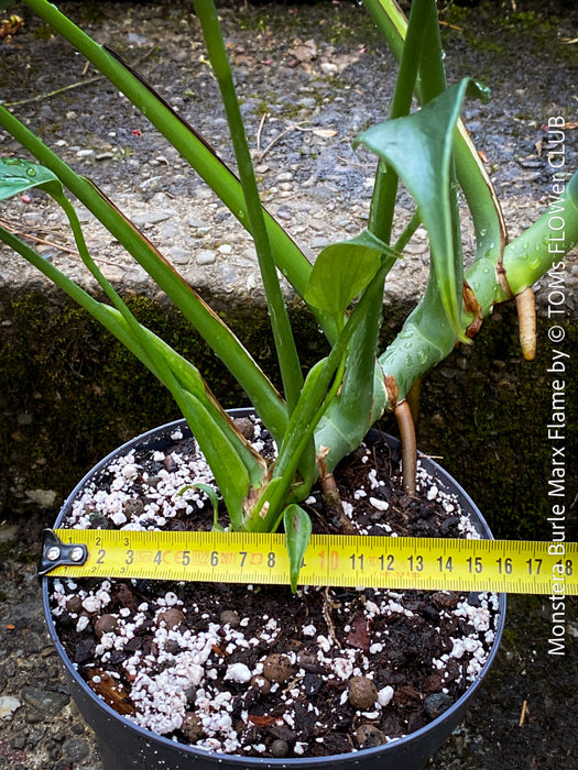 Monstera Burle Marx Flame, rare houseplant with mature split leaves, organically grown Swiss Cheese Plant in pot in TOMs FLOWer CLUB, perfect for indoor jungle decor.
