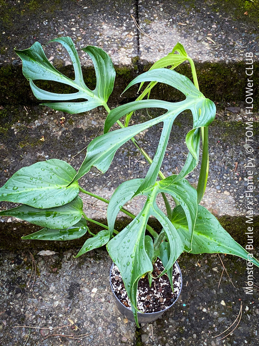 Monstera Burle Marx Flame, rare houseplant with mature split leaves, organically grown Swiss Cheese Plant in pot in TOMs FLOWer CLUB, perfect for indoor jungle decor.