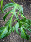 Monstera Burle Marx Flame, rare houseplant with mature split leaves, organically grown Swiss Cheese Plant in pot in TOMs FLOWer CLUB, perfect for indoor jungle decor.