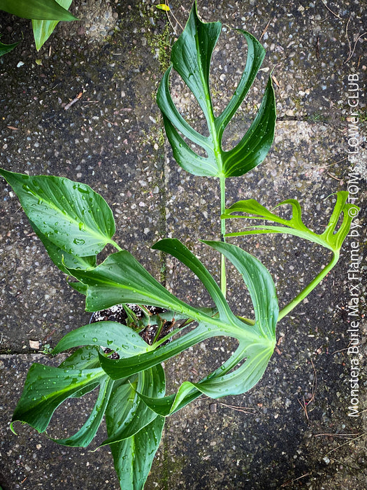 Monstera Burle Marx Flame, rare houseplant with mature split leaves, organically grown Swiss Cheese Plant in pot in TOMs FLOWer CLUB, perfect for indoor jungle decor.