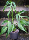 Monstera Burle Marx Flame, rare houseplant with mature split leaves, organically grown Swiss Cheese Plant in pot in TOMs FLOWer CLUB, perfect for indoor jungle decor.