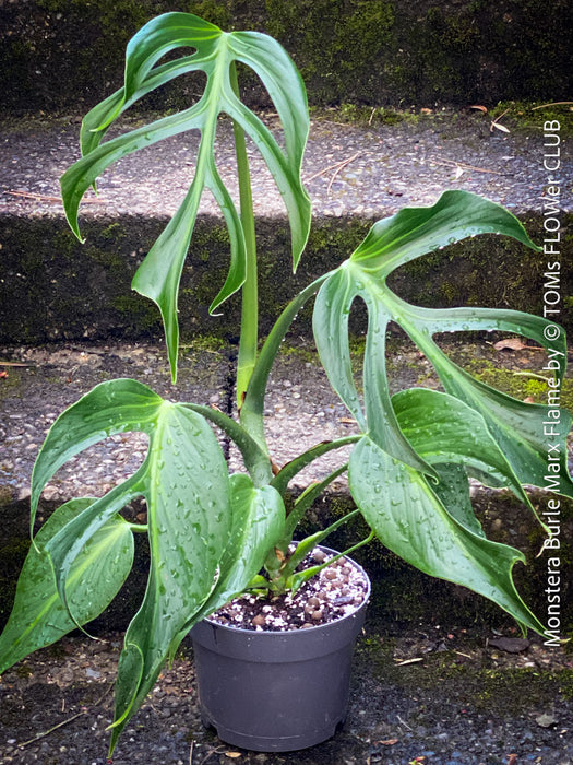 Monstera Burle Marx Flame, rare houseplant with mature split leaves, organically grown Swiss Cheese Plant in pot in TOMs FLOWer CLUB, perfect for indoor jungle decor.