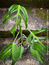 Monstera Burle Marx Flame, rare houseplant with mature split leaves, organically grown Swiss Cheese Plant in pot in TOMs FLOWer CLUB, perfect for indoor jungle decor.