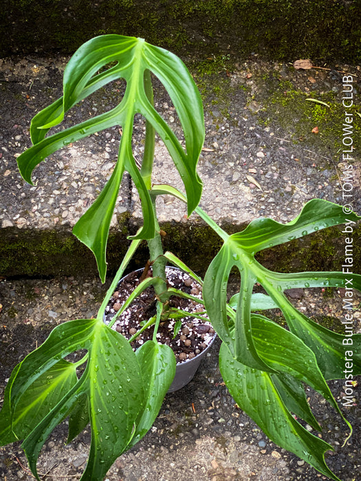 Monstera Burle Marx Flame, rare houseplant with mature split leaves, organically grown Swiss Cheese Plant in pot in TOMs FLOWer CLUB, perfect for indoor jungle decor.