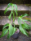 Monstera Burle Marx Flame, rare houseplant with mature split leaves, organically grown Swiss Cheese Plant in pot in TOMs FLOWer CLUB, perfect for indoor jungle decor.