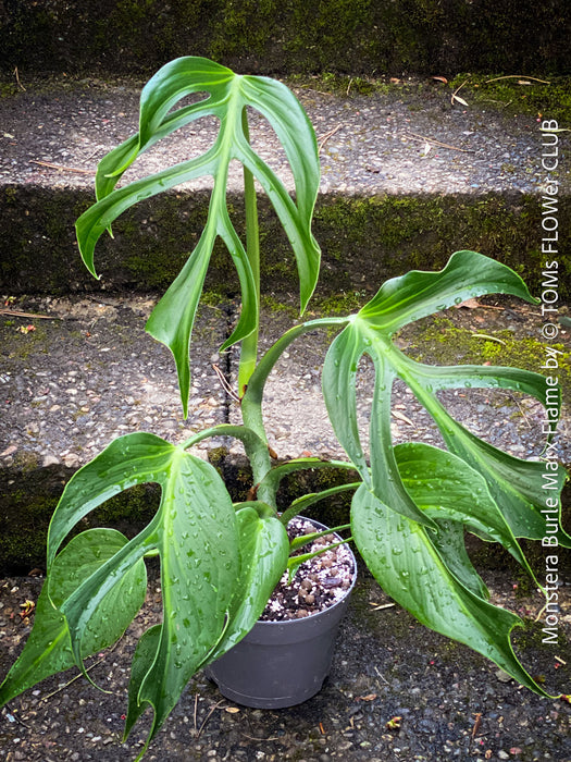 Monstera Burle Marx Flame, rare houseplant with mature split leaves, organically grown Swiss Cheese Plant in pot in TOMs FLOWer CLUB, perfect for indoor jungle decor.