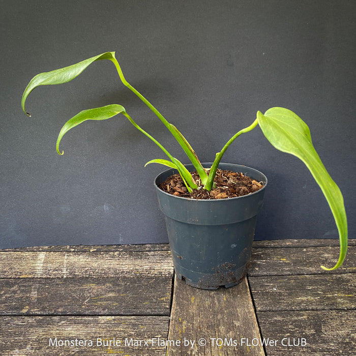 Propagated Monstera Burle Marx Flame, rare houseplant with mature split leaves, organically grown Swiss Cheese Plant in pot in TOMs FLOWer CLUB, perfect for indoor jungle decor.