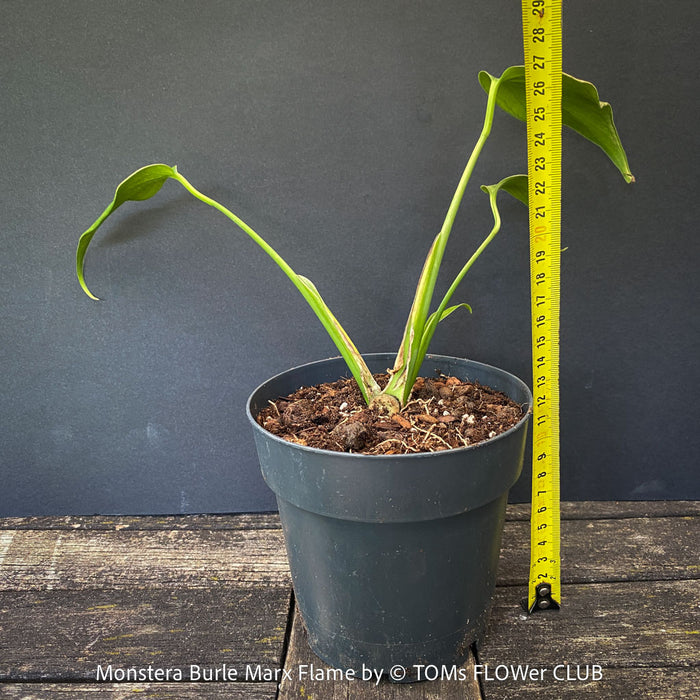 Propagated Monstera Burle Marx Flame, for sale in TOMs FLOWer CLUB, perfect for indoor jungle decor.