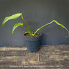 Propagated Monstera Burle Marx Flameorganically grown in TOMs FLOWer CLUB.