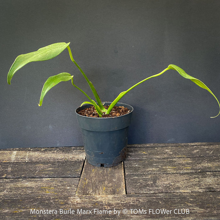 Propagated Monstera Burle Marx Flameorganically grown in TOMs FLOWer CLUB.