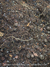 Well drained soil for Monstera Burle Marx Flame, TOMs FLOWer CLUB.