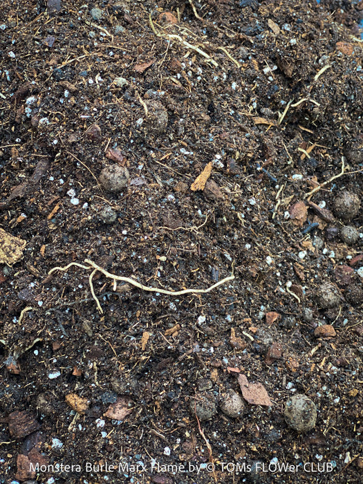 Well drained soil for Monstera Burle Marx Flame, TOMs FLOWer CLUB.